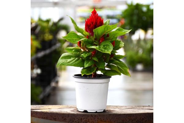 606T/36 CELOSIA FLAMMA RED
