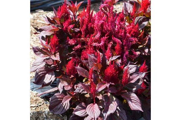 606T/36 CELOSIA NEW LOOK RED