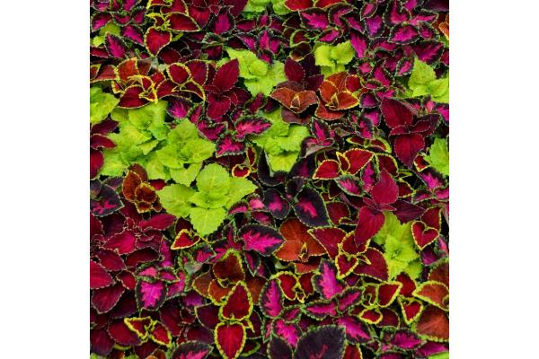 606T/36 COLEUS WIZARD MIX