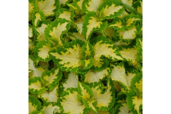 606T/36 COLEUS WIZARD JADE