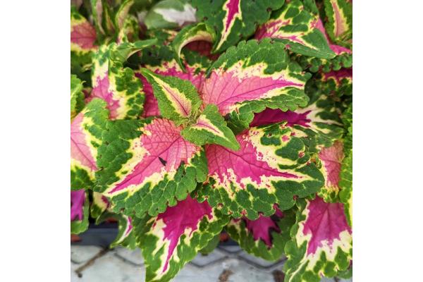 606T/36 COLEUS WIZARD ROSE