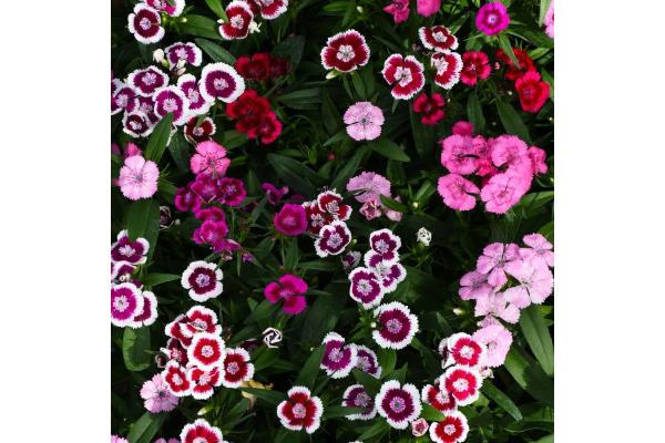 606T/36 DIANTHUS DIABUNDA MIX
