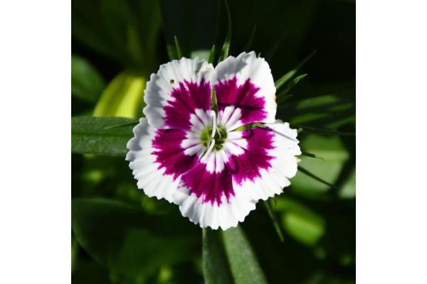606T/36 DIANTHUS DIABUNDA PURPLE PICOTEE