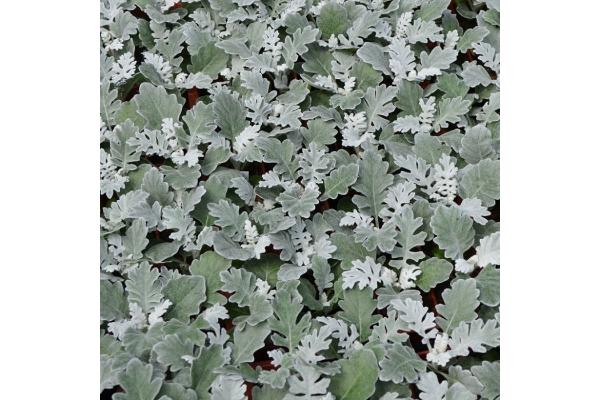 606T/36 DUSTY MILLER SILVER DUST