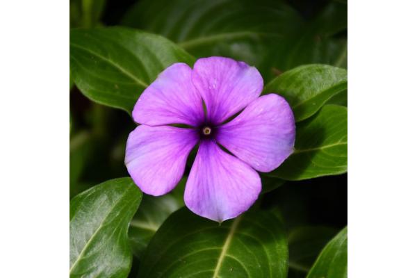 606T/36 VINCA TATTOO BLUEBERRY