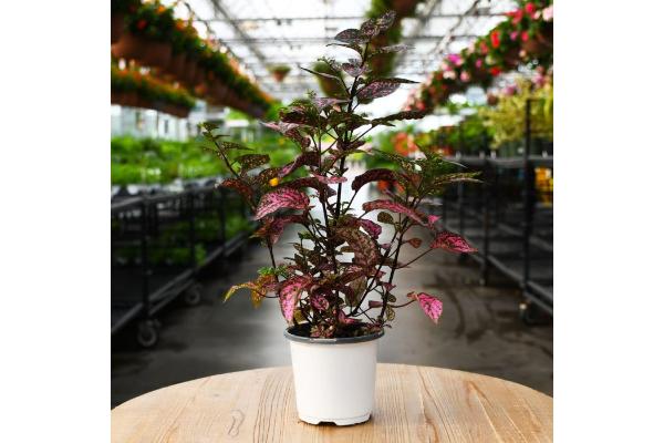 606T/36 HYPOESTES ROSE