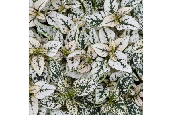 606T/36 HYPOESTES WHITE