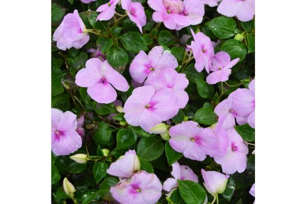 606T/36 IMPATIENS BLUE PEARL