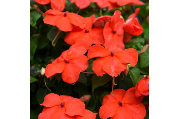 606T/36 IMPATIENS ORANGE