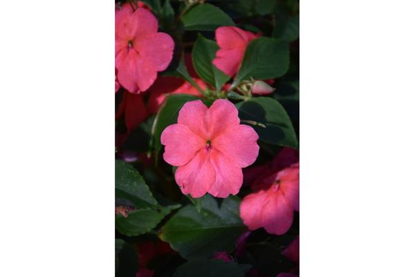 606T/36 IMPATIENS CORAL