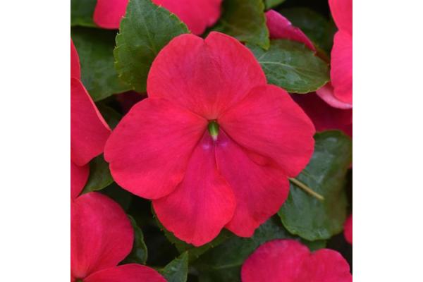606T/36 IMPATIENS LIPSTICK