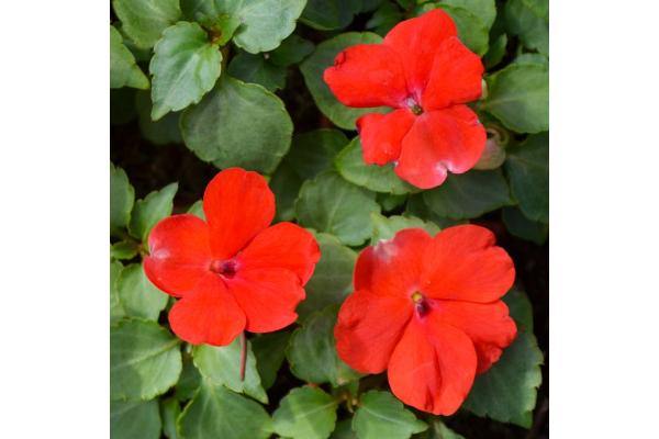 606T/36 IMPATIENS RED