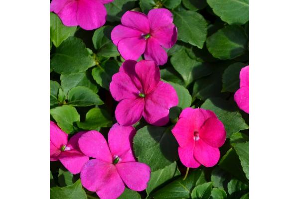 606T/36 IMPATIENS VIOLET