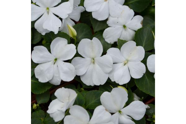 606T/36 IMPATIENS WHITE