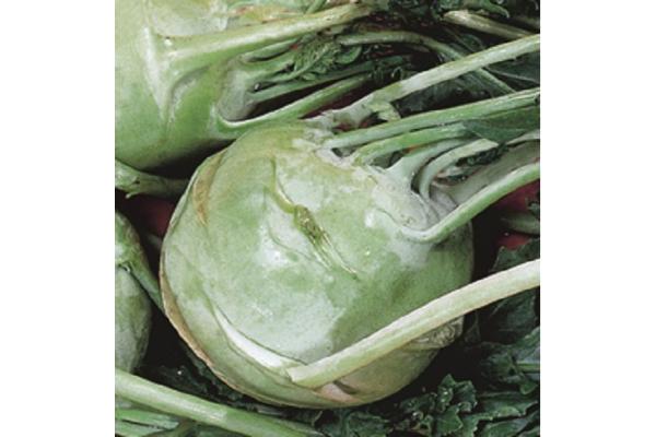 E606T/36 KOHLRABI