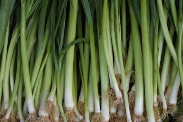 E606T/36 LEEKS