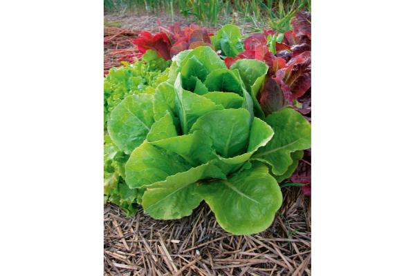 E606T/36 LETTUCE ROMAINE