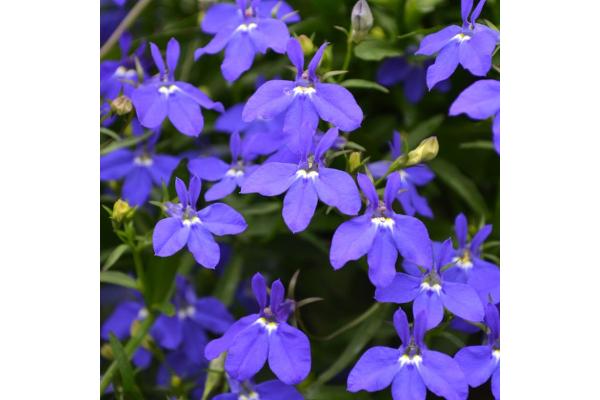 606T/36 LOBELIA RIVIERA MIDNIGHT BLUE