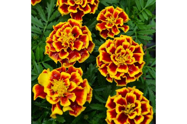 606T/36 MARIGOLD DURANGO BEE