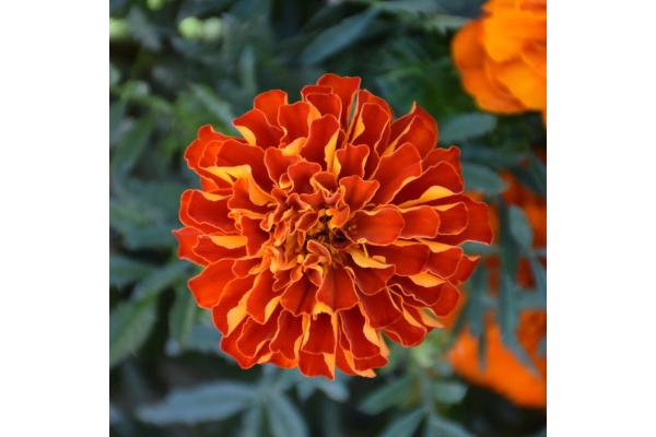 606T/36 MARIGOLD DURANGO RED