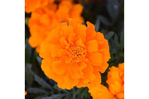 606T/36 MARIGOLD DURANGO ORANGE