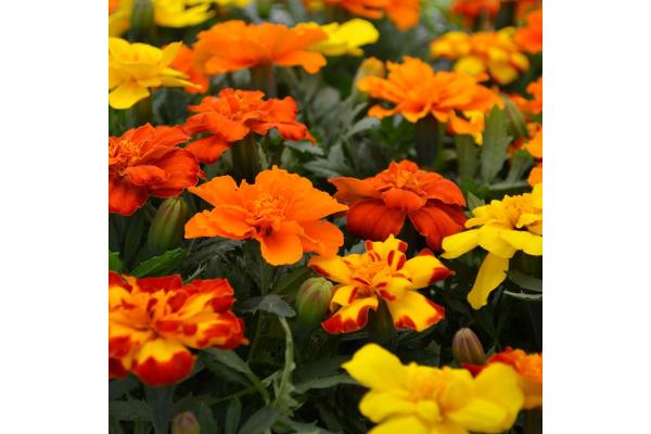 606T/36 MARIGOLD DURANGO MIX