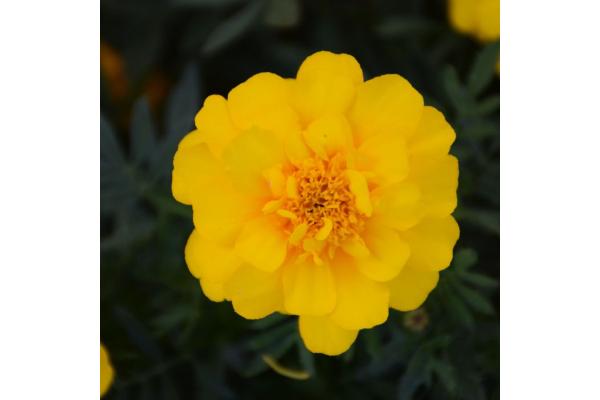 606T/36 MARIGOLD DURANGO YELLOW