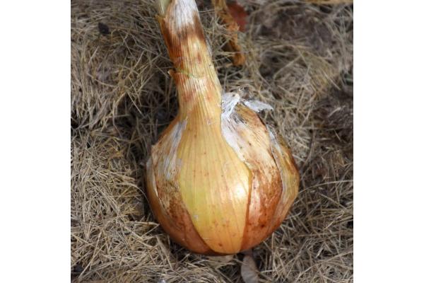 E606T/36 ONION SWEET YELLOW