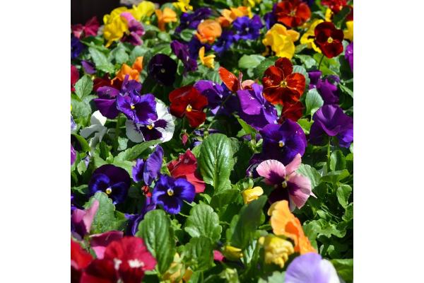 606T/36 PANSY MIX