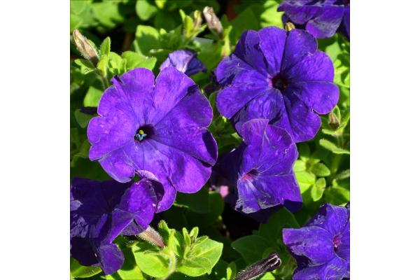 606T/36 PETUNIA HURRAH BLUE