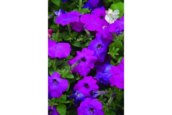 606T/36 PETUNIA HURRAH LAVENDER TIE DYE