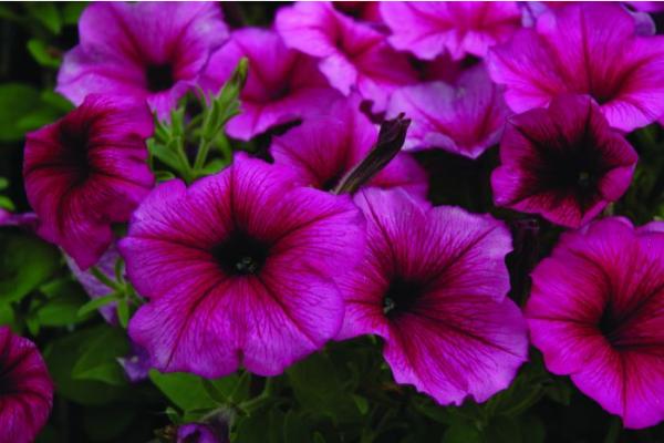 606T/36 PETUNIA HURRAH PLUM