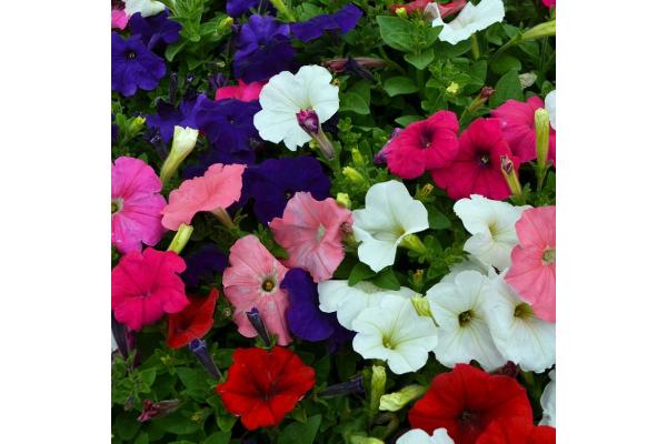 606T/36 PETUNIA HURRAH MIX
