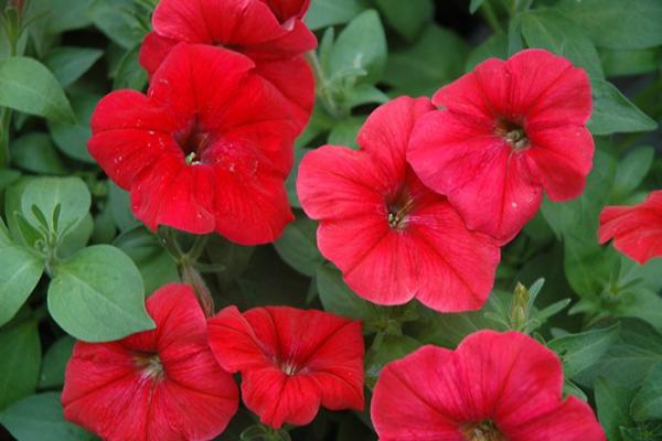 606T/36 PETUNIA HURRAH RED
