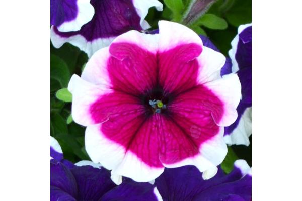 606T/36 PETUNIA HULAHOOP BURGUNDY