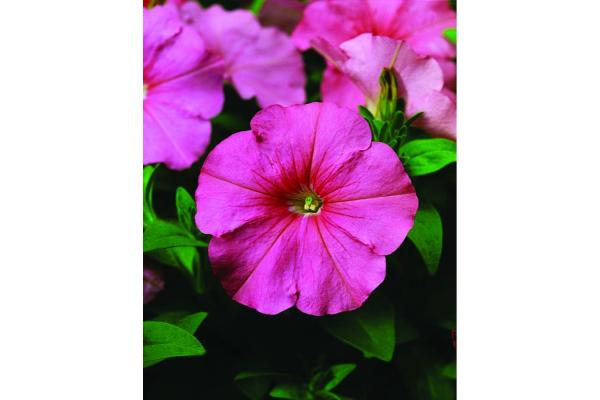 606T/36 PETUNIA HURRAH PINK