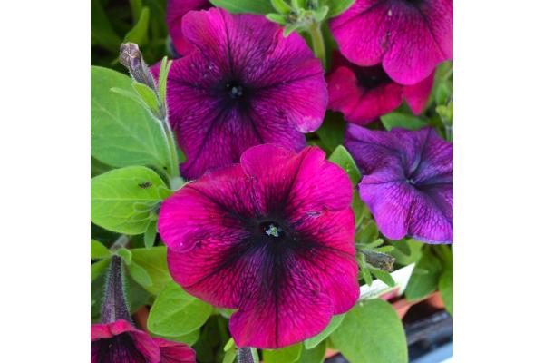 606T/36 PETUNIA HURRAH RED