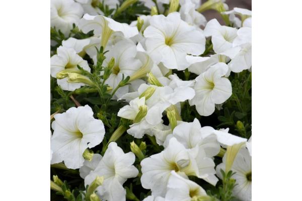 606T/36 PETUNIA HURRAH WHITE