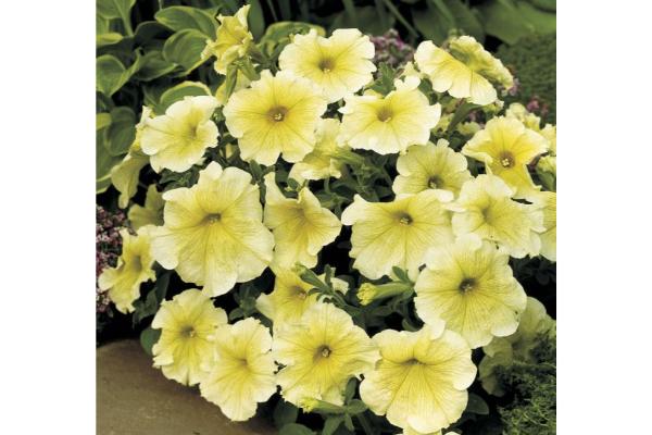 606T/36 PETUNIA PRISM SUNSHINE