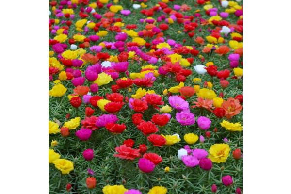 606T/36 PORTULACA (MOSSROSE) MIX