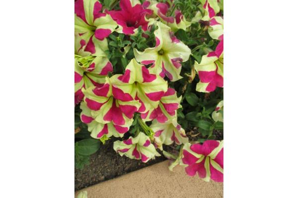 606T/36 PETUNIA SOPHISTICA LIME BICOLOR