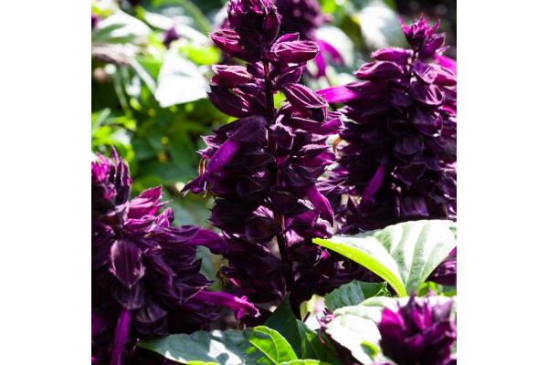 606T/36 SALVIA MOJAVE PURPLE