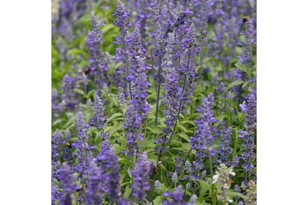606T/36 SALVIA VICTORIA BLUE