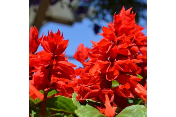 606T/36 SALVIA LIGHTHOUSE RED