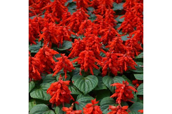 606T/36 SALVIA MOJAVE RED
