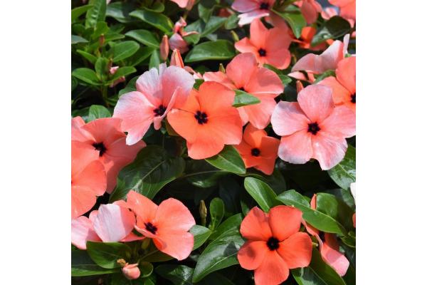 606T/36 VINCA TATTOO ORANGE