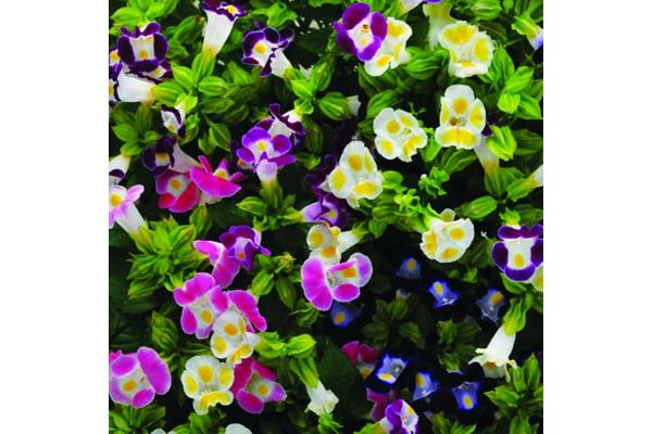 606T/36 TORENIA HI-LITE MIX