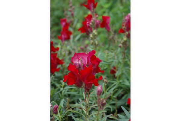 606T/36 SNAPDRAGON TALL CRIMSON