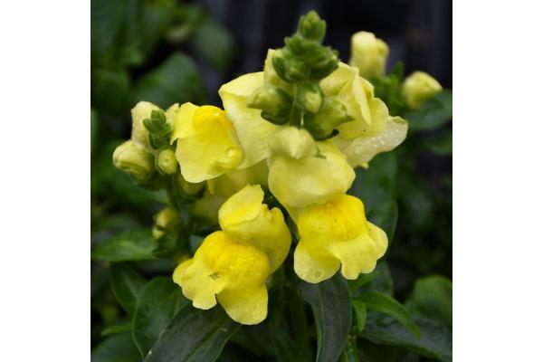 606T/36 SNAPDRAGON TALL YELLOW