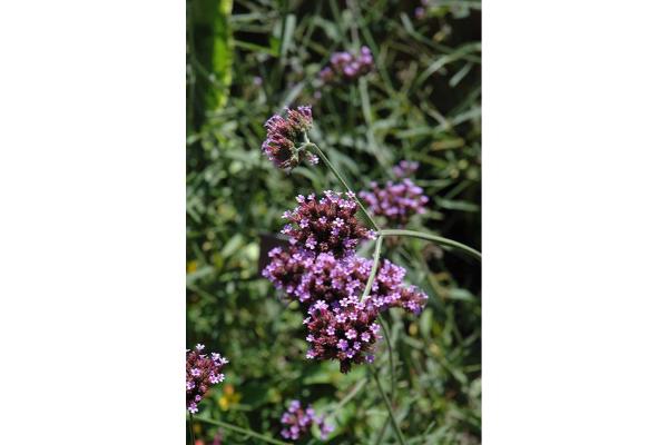 606T/36 VERBENA BUENOS AIRES